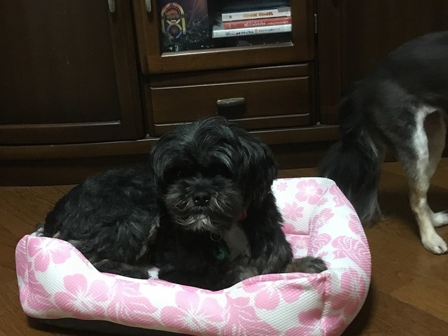 18061604.jpg